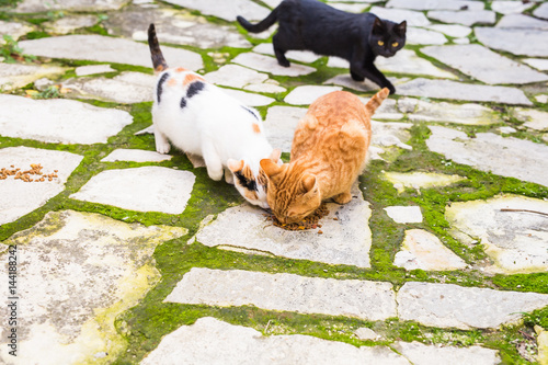 Canvas Print Street cats eating food - Concept of homeless animals