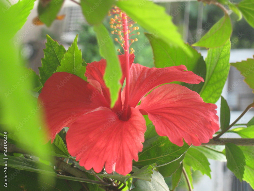 Red Hibiscus Flower