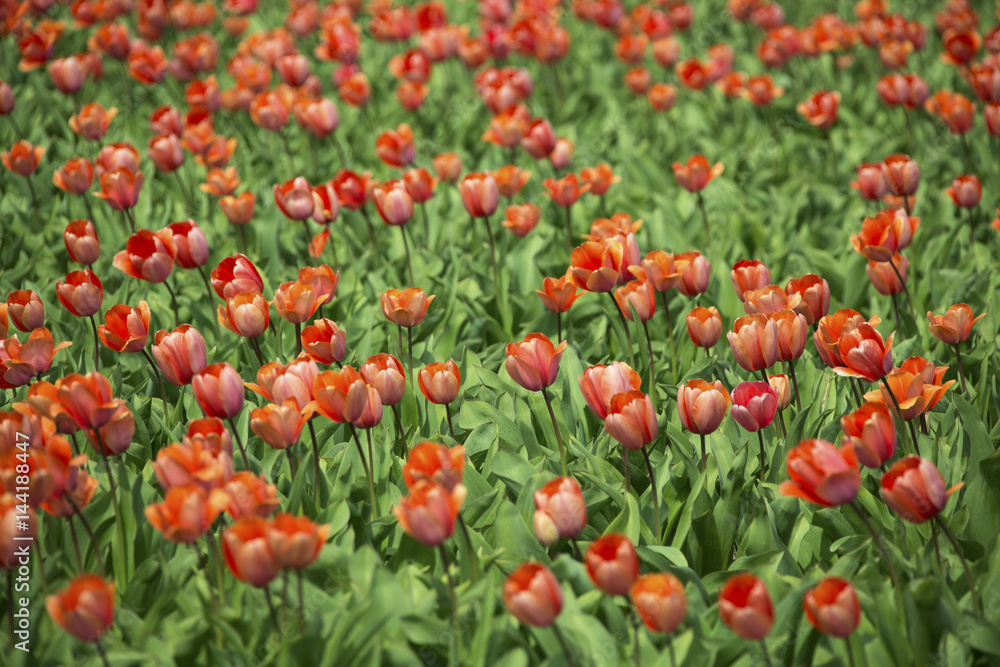 Red tulips and green grass color the landscape in spring Keukenhof Park Lisse South Holland Netherlands Europe Red tulips and green grass color the landscape in spring Keukenhof Park Lisse South Holland Netherlands Europe