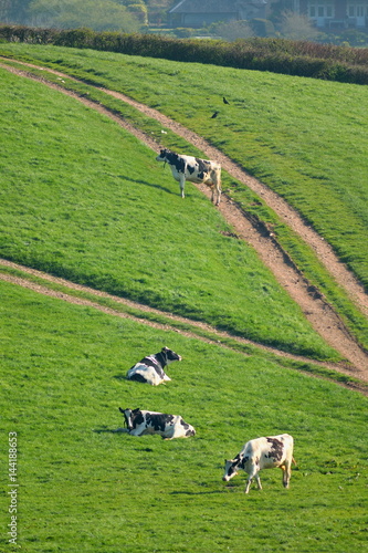 Herd of British Friesian cows grazing on a farmland in East Devon, England