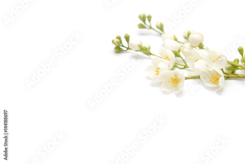 branch of blossoming jasmine isolated on white background