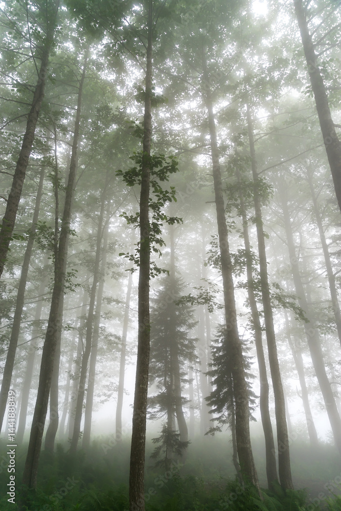 Beautiful forest in Artvin, Turkey Beautiful forest in Artvin, Turkey