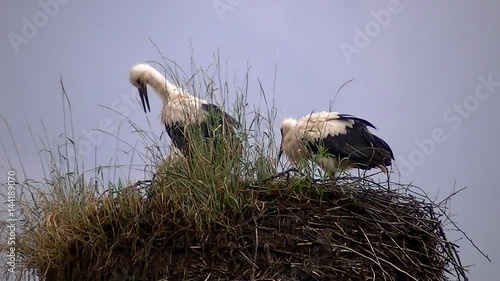 Der junge Storch drückt seinen Kot über den Rand des Nestes photo