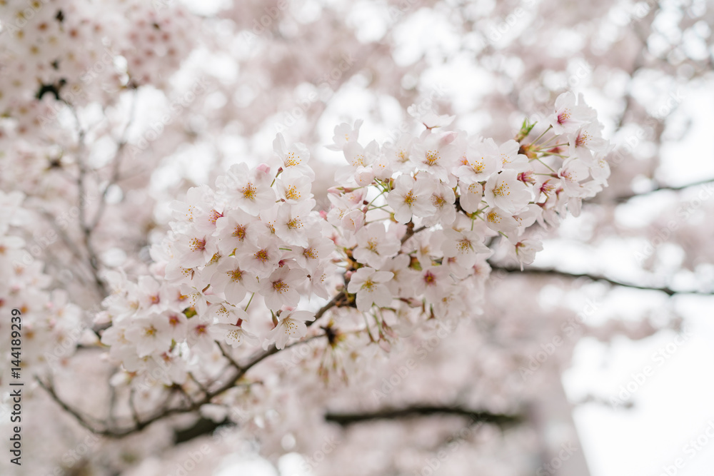 Soft focus Cherry Blossom or Sakura flower on nature background
Soft focus Cherry Blossom or Sakura flower on nature background