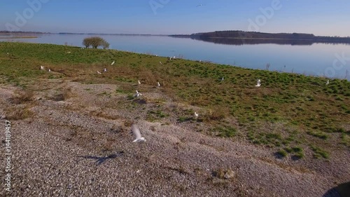 4K Aerial Seagulls Off From Seashore Part 1.  Camera fly over a flock of seagulls take off from the shore. The water is calm, the sun is shining from a cloudles photo