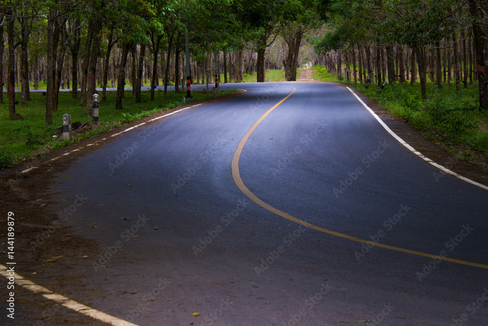 Road through the forest. Track Road through the forest. Track