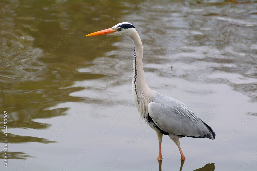 Fototapeta premium Grey heron, Kamakura, Japan