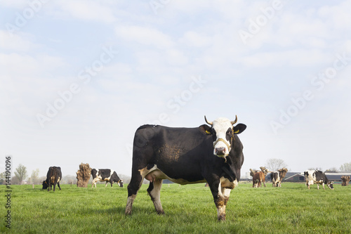 black and brown cows in dutch meadow at organic farm in spring © ahavelaar