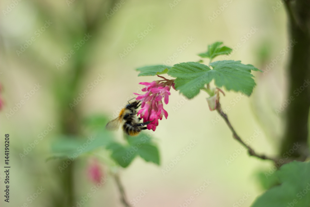 Fleißige kleine Honigbiene sammelt Pollen und Nektar an wunderschönen Frühlingsblüten Fleißige kleine Honigbiene sammelt Pollen und Nektar an wunderschönen Frühlingsblüten