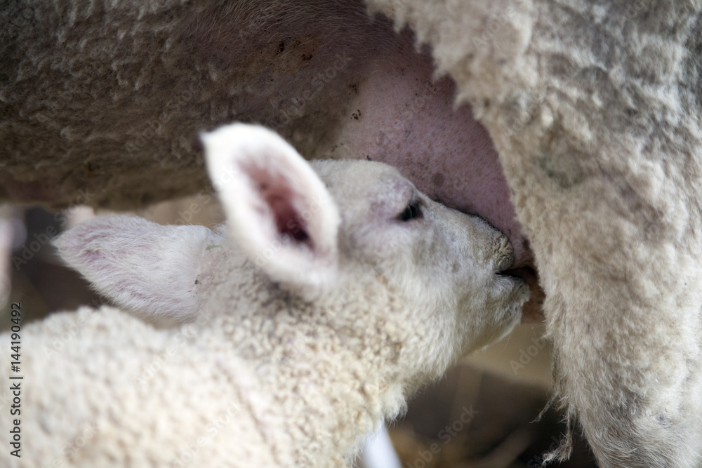 closeup of lamb that drinks from udderof ewe closeup of lamb that drinks from udderof ewe