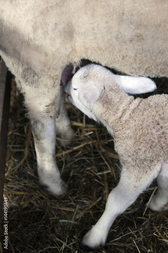 young lamb drinks from ewe in barn