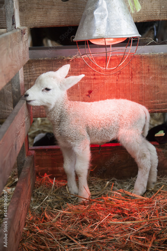 Obraz premium white lamb under heat lamp in barn of organic farm in holland