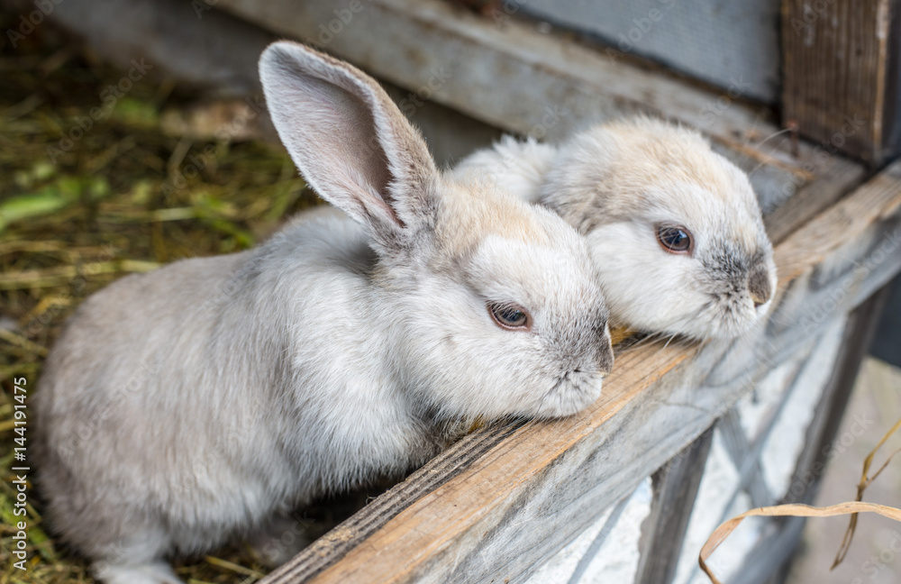 Rabbit. Mammal animal in the farm. Fluffy bunny with cute ear and fur.  Small brown, black or gray young sweet domestic pet. Furry rodent. Adorable  creature. Stock Photo | Adobe Stock