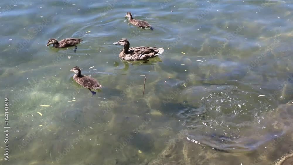 Mallard duck with chicks in the Ticino river, Sesto Calende Italy Mallard duck with chicks in the Ticino river, Sesto Calende Italy