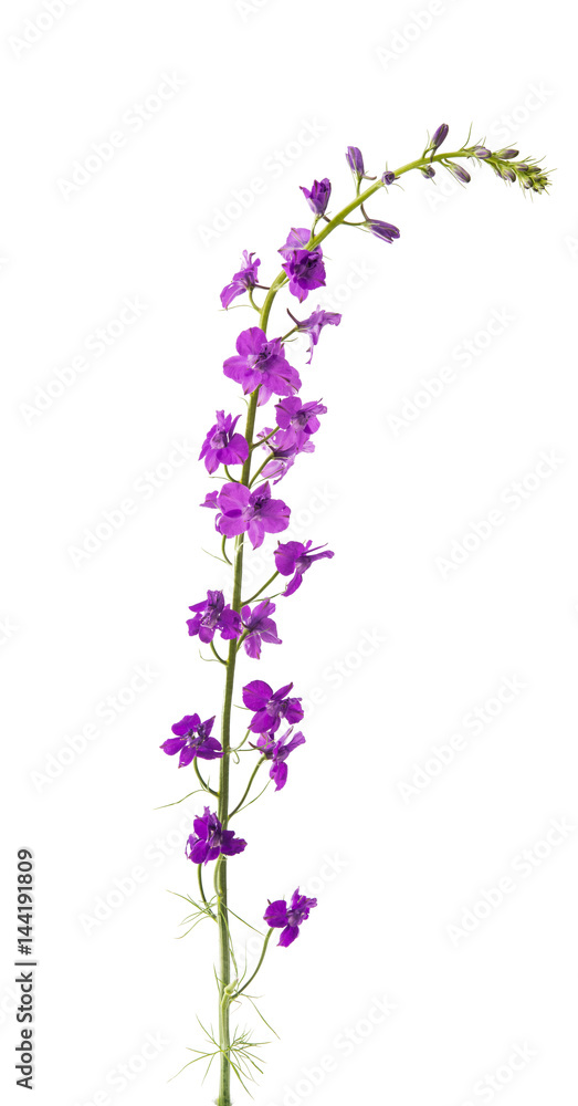 Obraz premium Wild flowers isolated