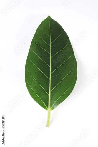 rubber tree leaf