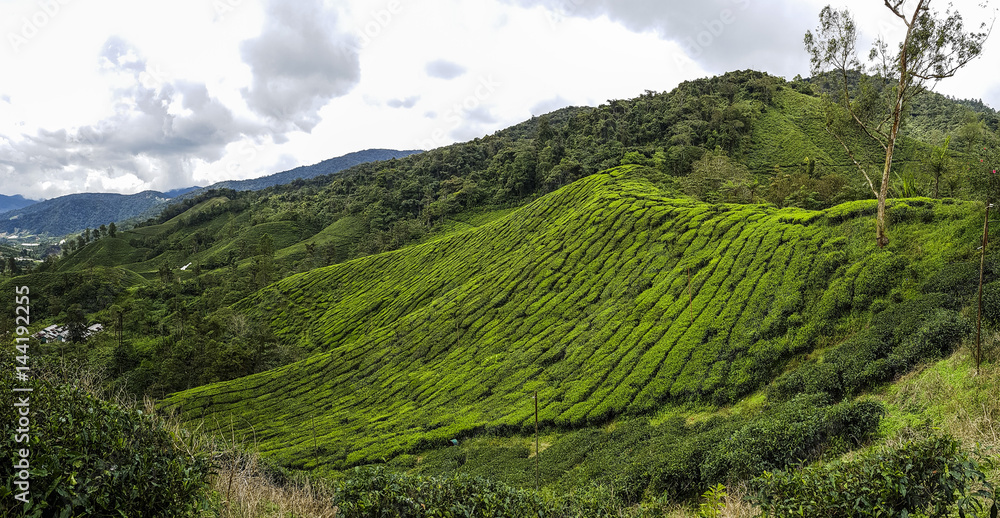 Tea Plantation overlooking layered hills in Malaysia, Far East