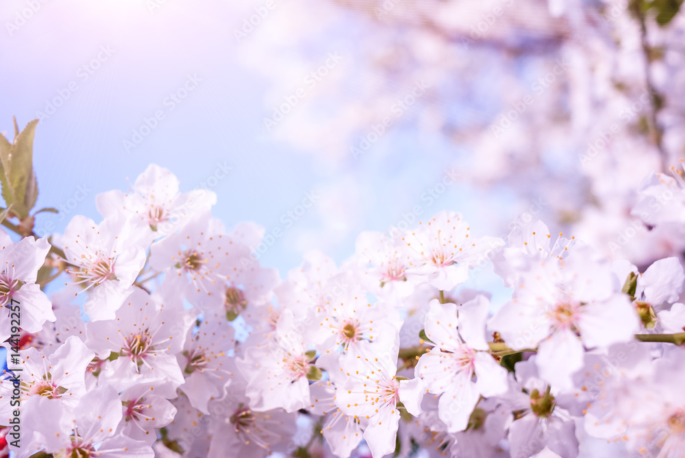 Spring nature background with cherry blossom Spring nature background with cherry blossom