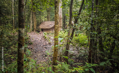 Traditional aboriginal hut in jungle