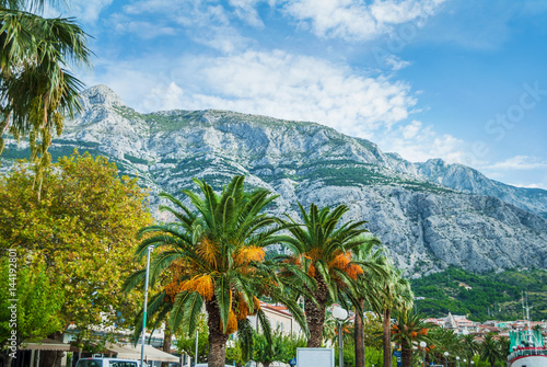 Palm trees and the town of Makarska, Croatia, with a boardwalk next to the marina