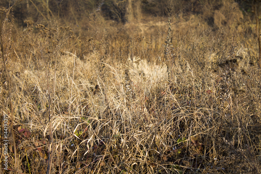 Dry meadow weeds Dry meadow weeds
