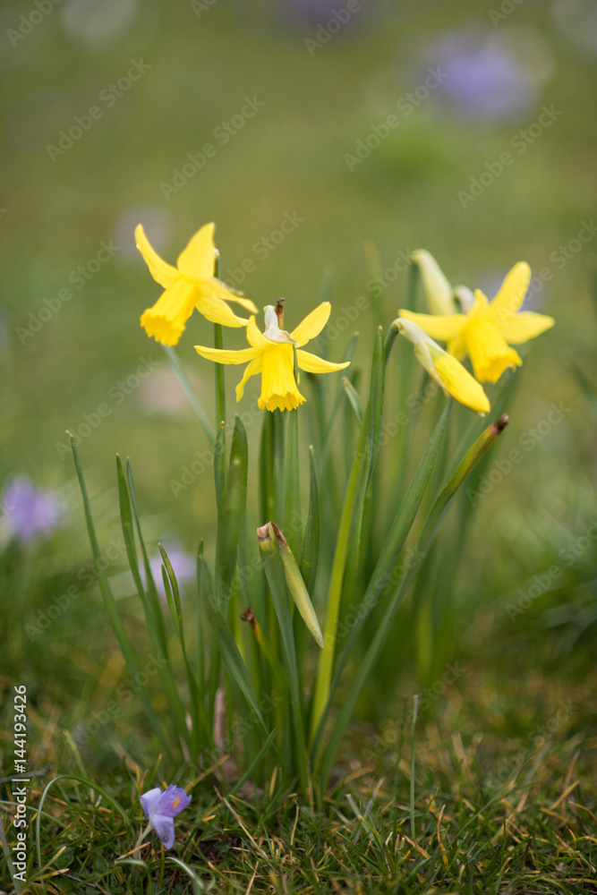 Wild Daffodils Wild Daffodils