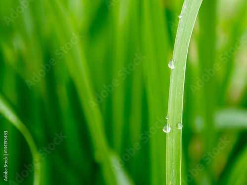 Drops of water on blade of grass