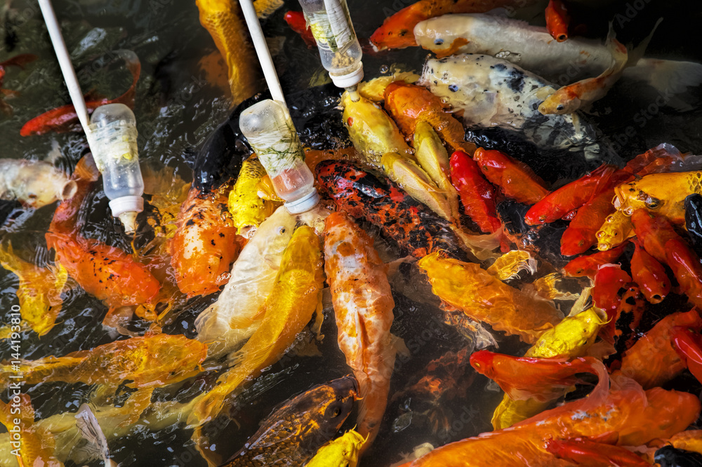 Feeding Koi goldfish using a baby bottle in Chengdu China Feeding Koi goldfish using a baby bottle in Chengdu China