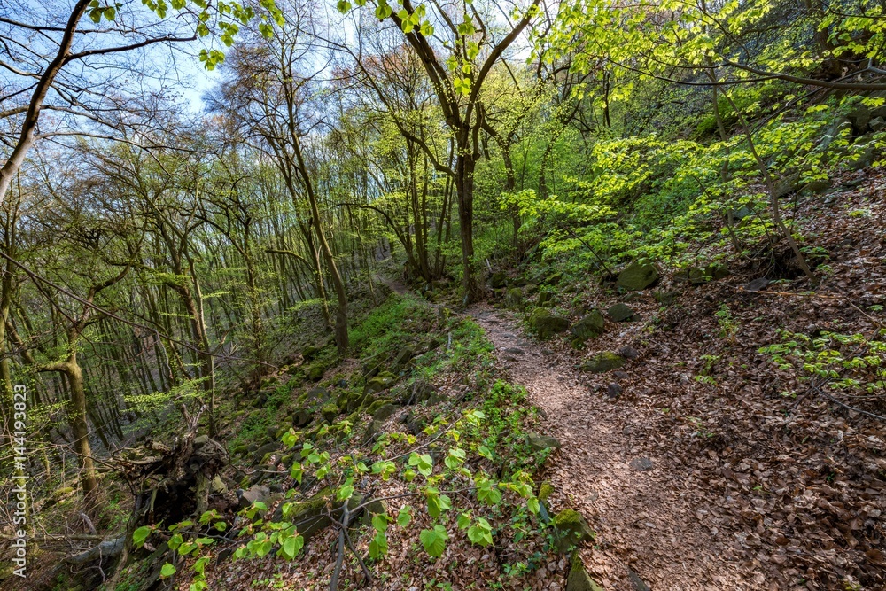 Spring wood Spring wood