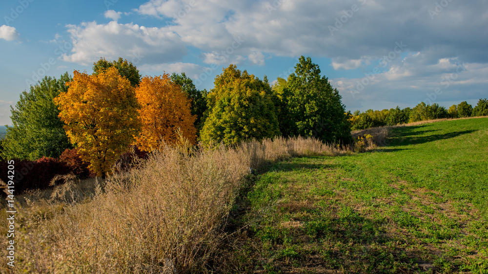 Fototapeta premium Field and trees in autumn, rustic landscape. Panorama.