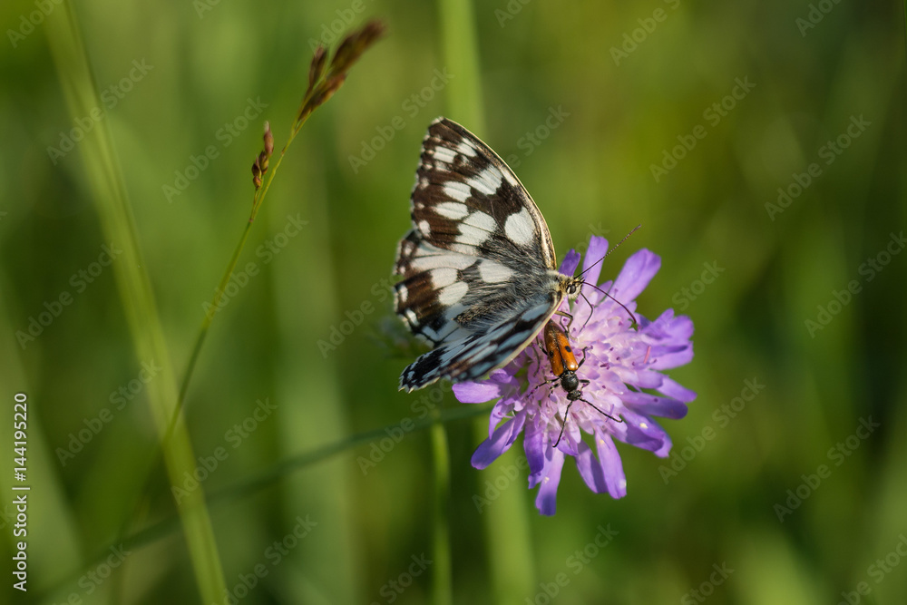 Color butterfly on meadow wild flower on summer Color butterfly on meadow wild flower on summer