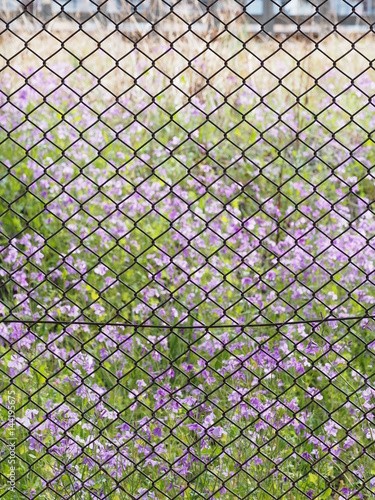 フェンスの向こう側に咲く花