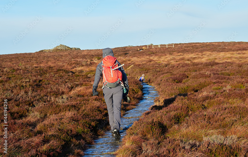 A hiker and their dog walking in the Northumberland countryside, Simonside near Rothbury, England, UK.