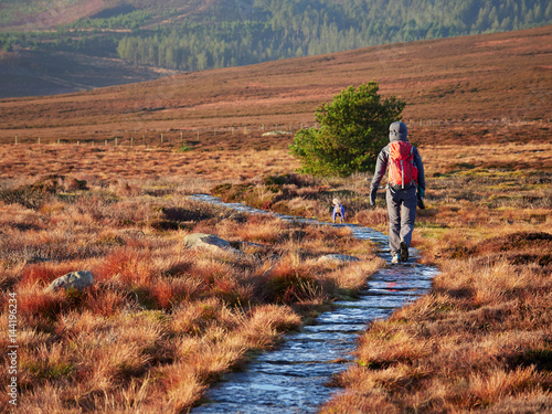 A hiker and their dog walking in the Northumberland countryside, Simonside near Rothbury, England, UK. photo