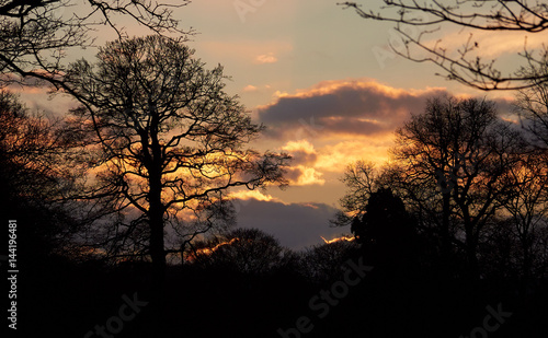 Sun settng over Northumberland woodland  England  UK.