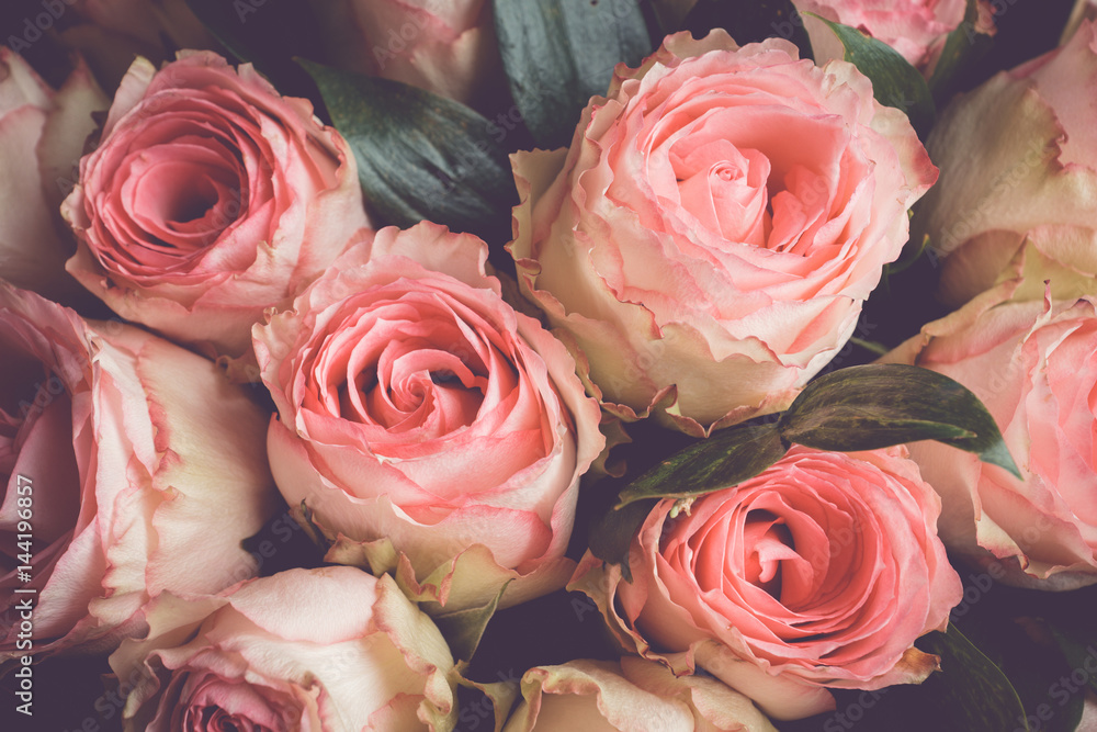 Fototapeta premium Beauty roses close up. Shallow depth of field. Toned image.