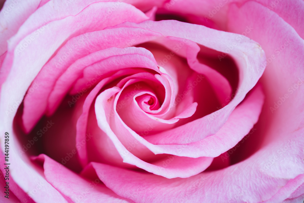 Beauty roses close up. Shallow depth of field.
