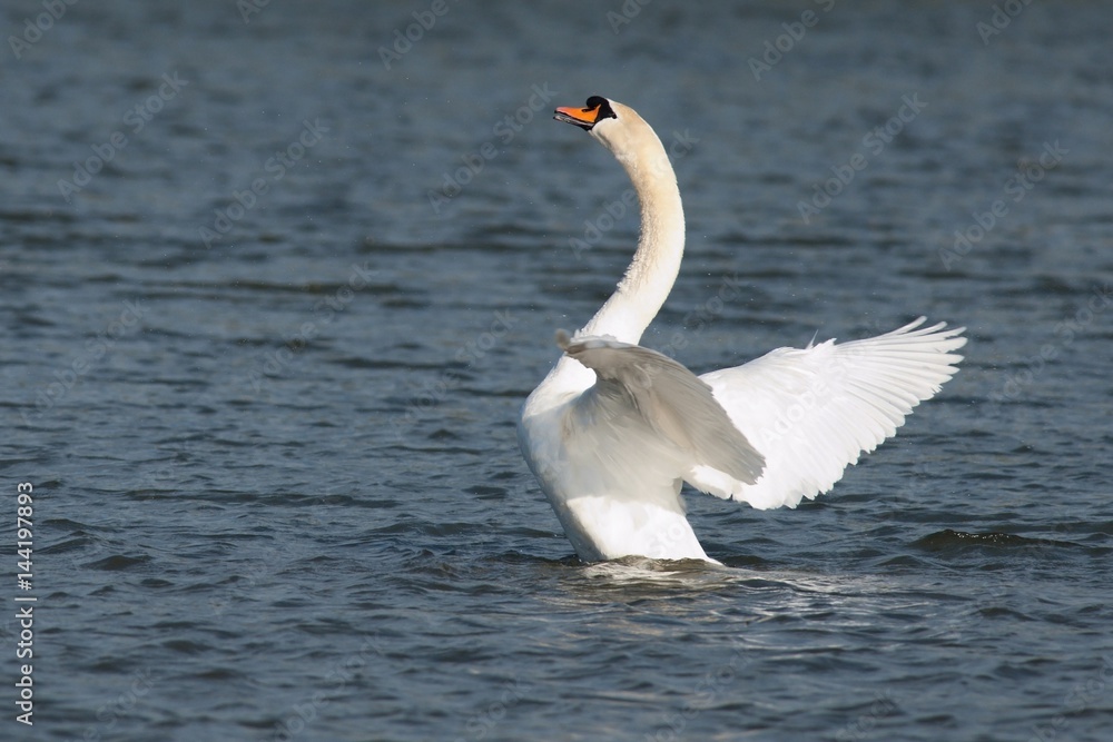 Swan in motion