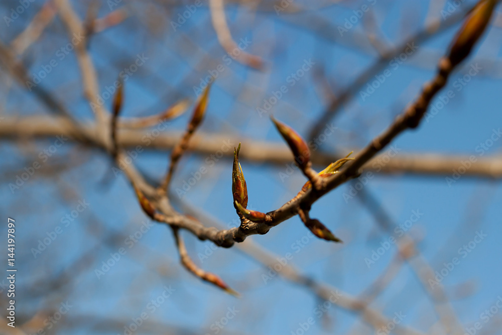 branch with buds branch with buds