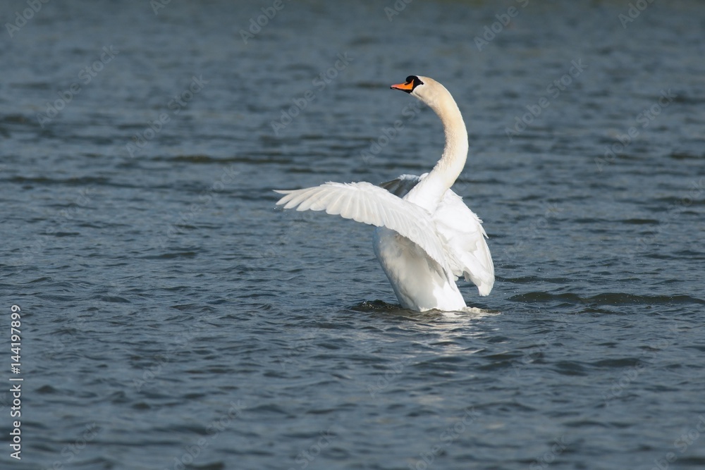 Swan in motion