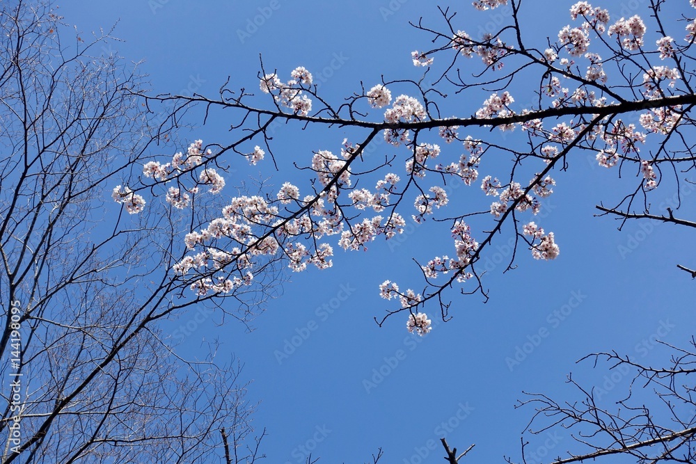 多摩のさくら 多摩のさくら
