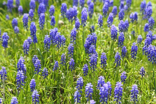 Grape hyacinth.