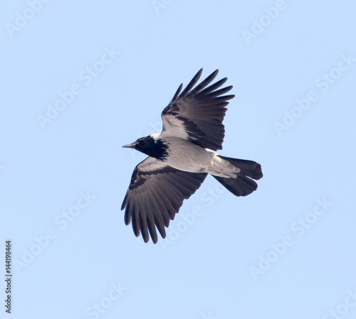 crows flying in the sky © schankz