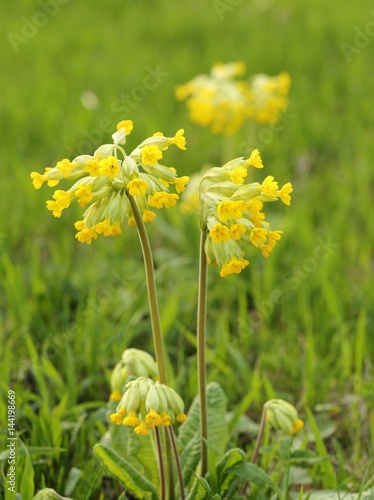 Primula veris photo