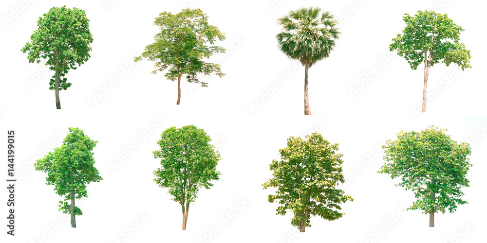 Fototapeta premium Group of isolated trees on white background.