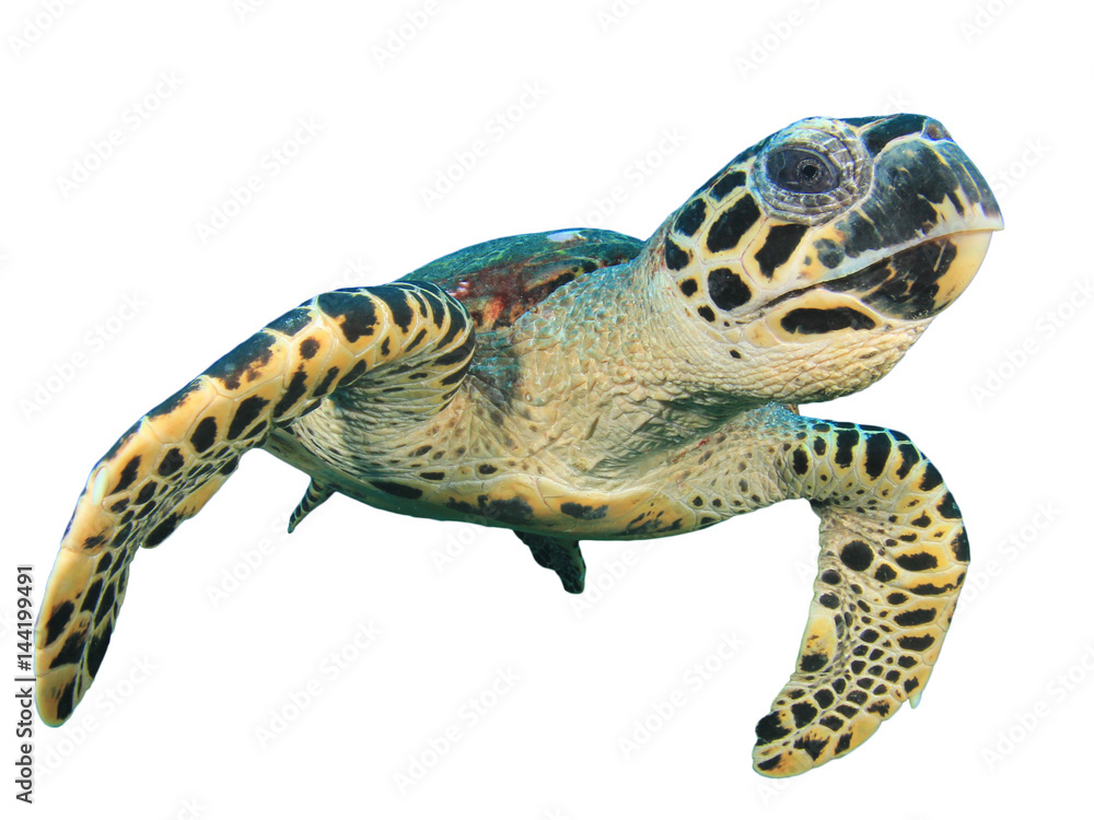 Sea Turtle isolated on white background Stock Photo | Adobe Stock