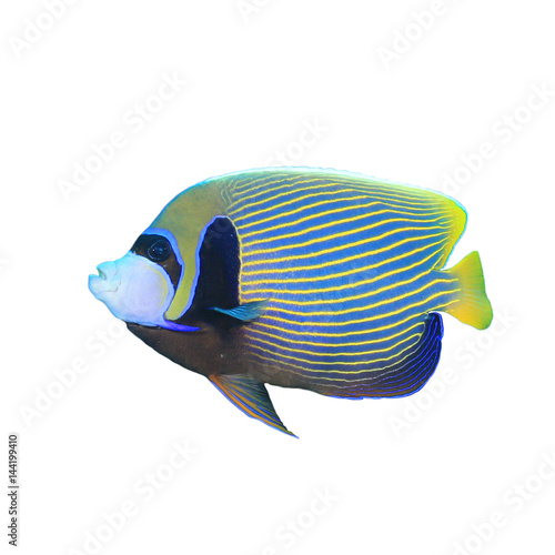 Emperor Angelfish tropical reef fish isolated on white background