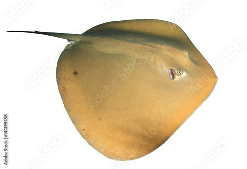 Stingray ray isolated on white background (Jenkin's ray)