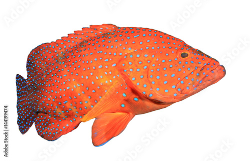 Photography Grouper fish isolated on white background