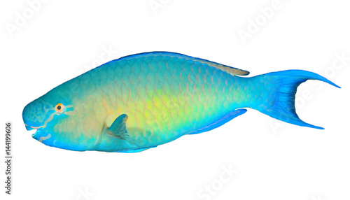 Parrotfish fish isolated on white background